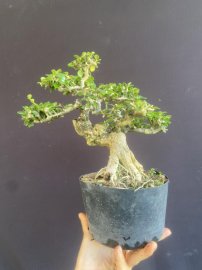Antidesma acidum tree