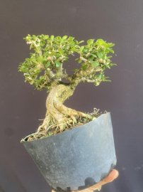 Antidesma acidum tree