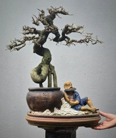 Tamarind bonsai tree