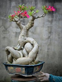 Desert rose
