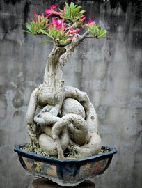 Desert rose