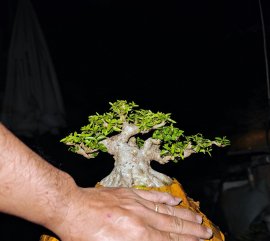 Mai chiếu thủy