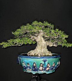 Tp: Mai chiếu thuỷ lùn lực tay cành to già