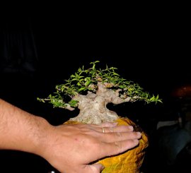 Mai chiếu thủy