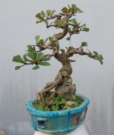 Red Barringtonia mini tree