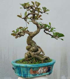 Red Barringtonia mini tree