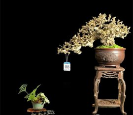 Feroniella lucida bonsai tree in