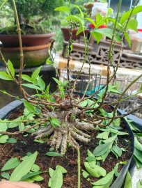Mai chiếu thủy mini