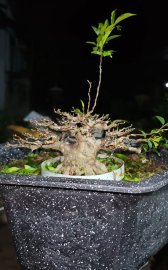 Mai chiếu thủy lùn lực