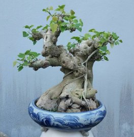 Bodhi mini tree