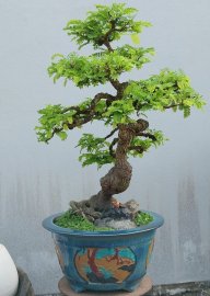 Tamarind tree