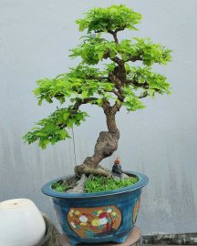 Tamarind tree