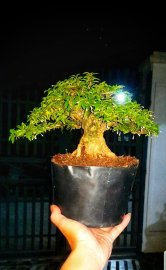 Mai chiếu thủy