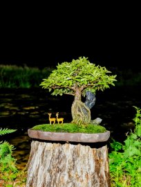 Mai chiếu thủy ký đá