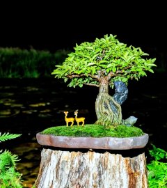 Mai chiếu thủy ký đá