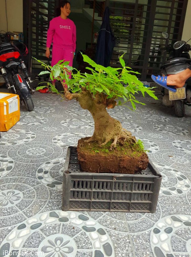 1 em Sung hàng già cốt chậu