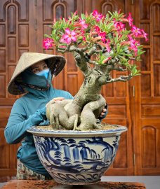Desert rose