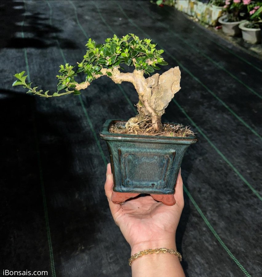 Premna tree overrock
