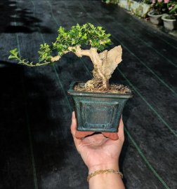 Sam hương ôm đá già trắng da