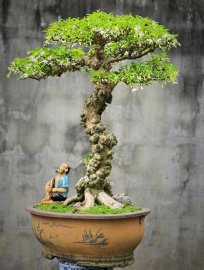 Mai chiếu thủy lá trung cây lâu năm