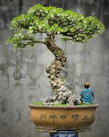 Mai chiếu thủy lá trung cây lâu năm