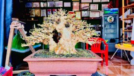Mai chiếu thủy