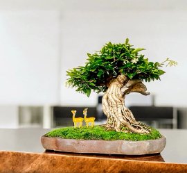Mai chiếu thủy