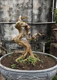 Tường Vi co lắc các kiểu con đà điểu