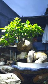 Bonsai hoa giấy