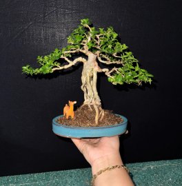 Sam hương về đêm