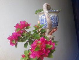 Trong các dòng hoa Giấy, Giấy Mỹ zin vẫn luôn đẹp...