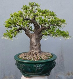 Feroniella lucida cascade bonsai tree! in Qui Nhon Binh Dinh