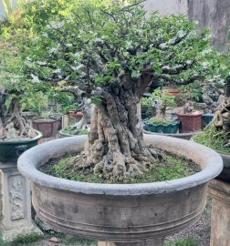 Water Jasmine mature tree, large bonsai