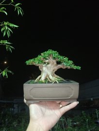 Water Jasmine sumo tree in Nha Trang Khanh Hoa