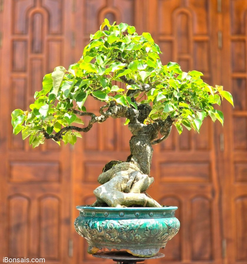 Bodhi bonsai tree in