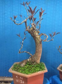 Lộc vừng