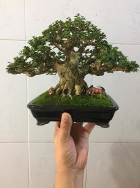 Tác phẩm Bonsai cổ thụ