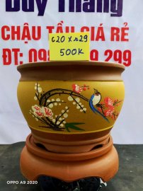 Chậu tàu giá rẻ từ 500k đến 600k