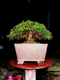 Tác phẩm mai chiếu thủy