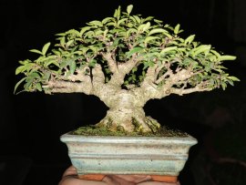 Mai chiếu thủy