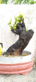 Cây cẩm thị sống khỏe