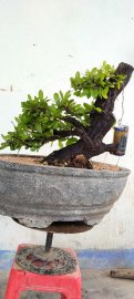 Cây cẩm thị sống khỏe