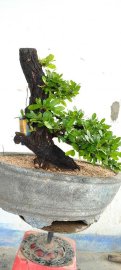 Cây cẩm thị sống khỏe