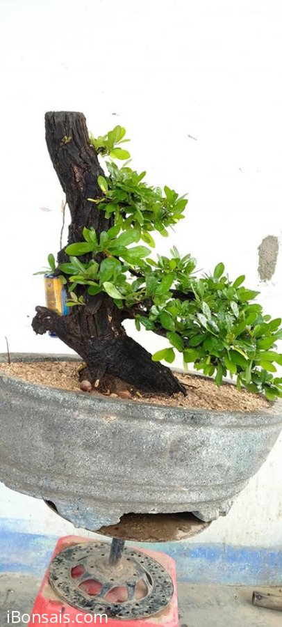Cây cẩm thị sống khỏe