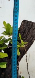 Cây cẩm thị sống khỏe