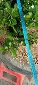 Cây cẩm thị sống khỏe