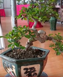 Rẻ bất ngờ 300K cây Duối riêng cái Chậu và đôn đã 300 rồi