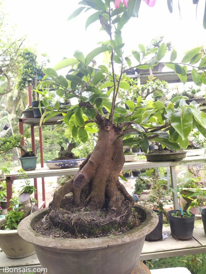 Mai vàng đế đẹp