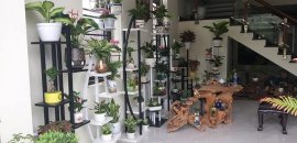 Cây phong thủy trong nhà và văn phòng