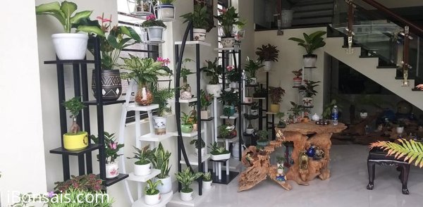Cây phong thủy trong nhà và văn phòng